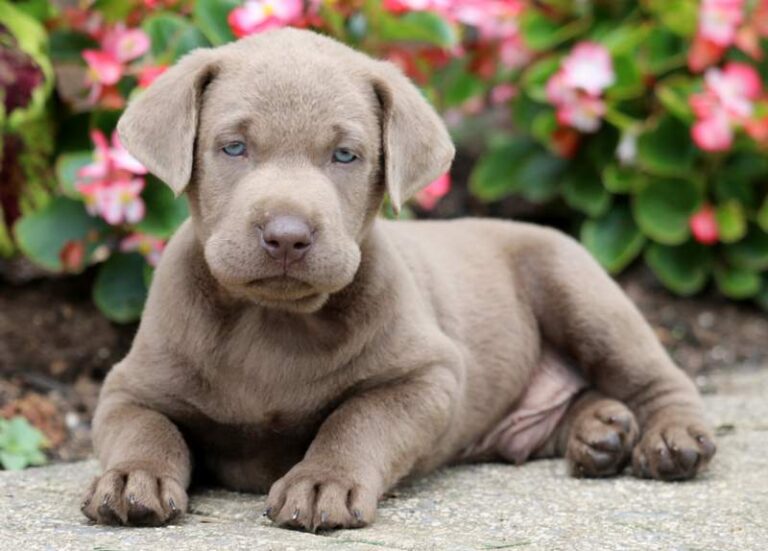 Silver Lab Puppies